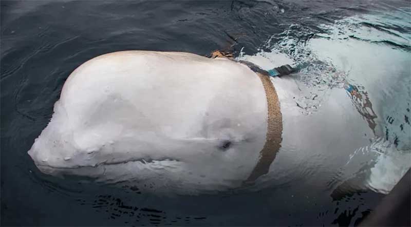 ‘Baleia espiã’? Autoridades da Noruega pedem proteção ao animal