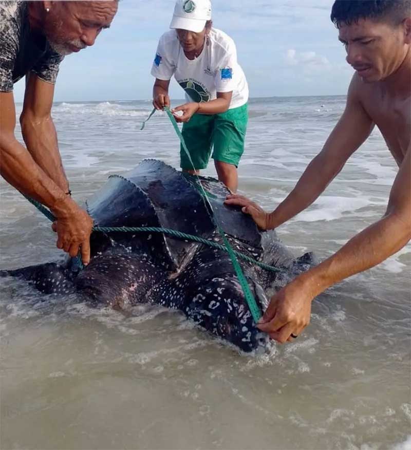 Pescadores avistaram quelônio enrolado em redes na praia da Princesa. — Foto: Reprodução / Ideflor-BIO