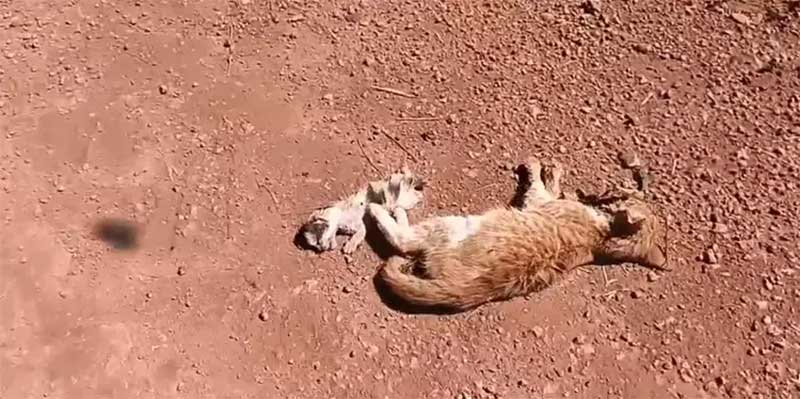 13 gatos são encontrados mortos em ramal das comunidade das Lavras, em Santarém, PA