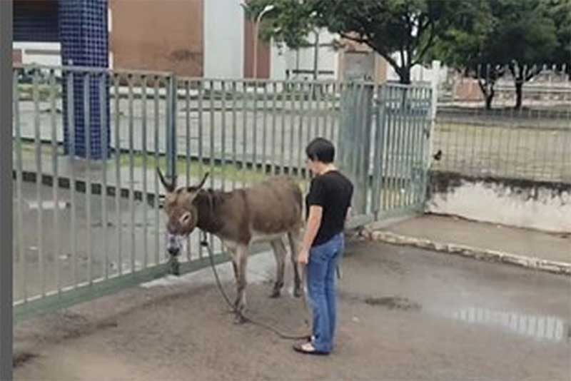 PIX Animal: após resgate em João Pessoa, burrinho Aníbal precisa de ajuda para ser levado a Santuário e viver livre de carroças