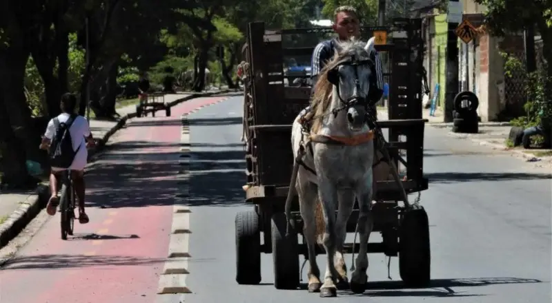 Audiência pública para discutir retirada de veículos de tração animal no Recife é marcada; veja data