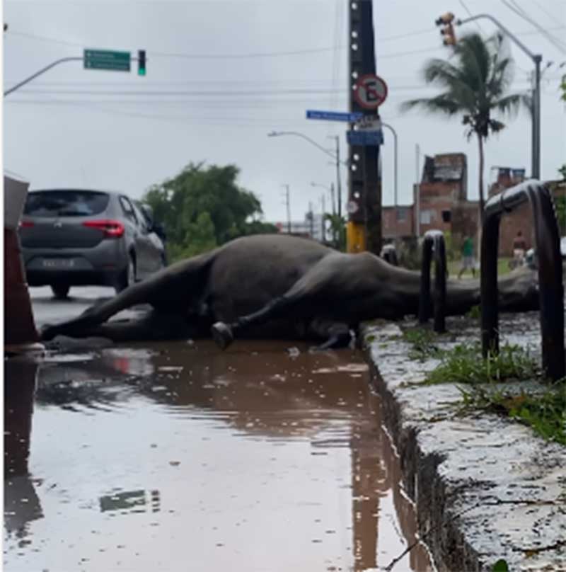 Cavalo abandonado morre com um fio amarrado no pescoço, em Recife, PE