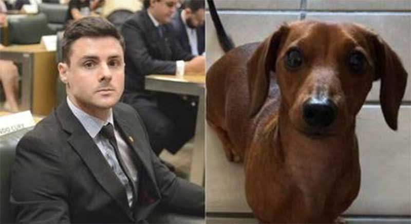 ‘Não ficará impune’, diz delegado que investiga caso de cachorro arremessado de prédio em PE