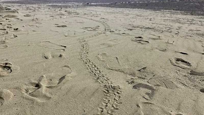 Filhotes de tartaruga ‘erram’ caminho do mar ao serem atraídas pela luz de postes em praia do Piauí