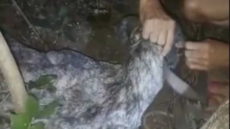 Cadela é resgatada em matagal acorrentada e com o focinho amarrado em Teresina, PI