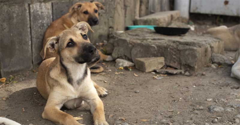 Mais de 40 associações unem-se e lançam petição para a esterilização de cães errantes em Portugal