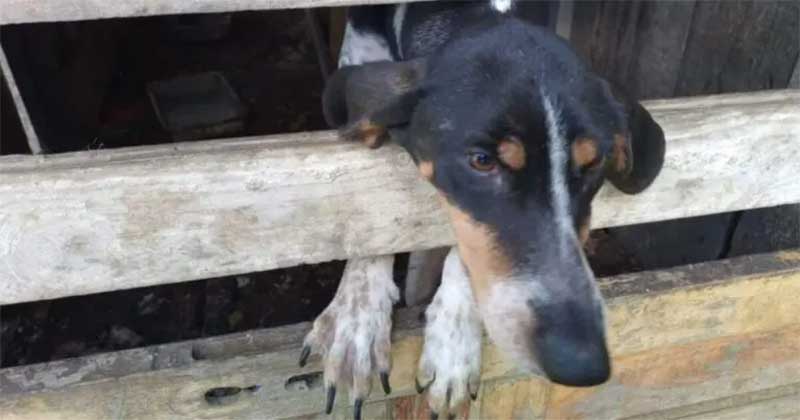 Delegacia de Araucária (PR) prende mulher que mantinha 12 cães em situação de maus-tratos no bairro Costeira