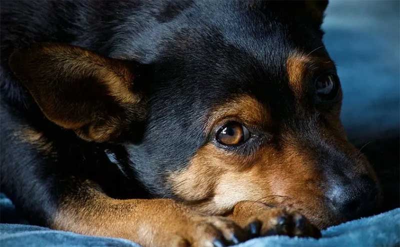 Mulher denuncia envenenamento de cães em Califórnia, PR