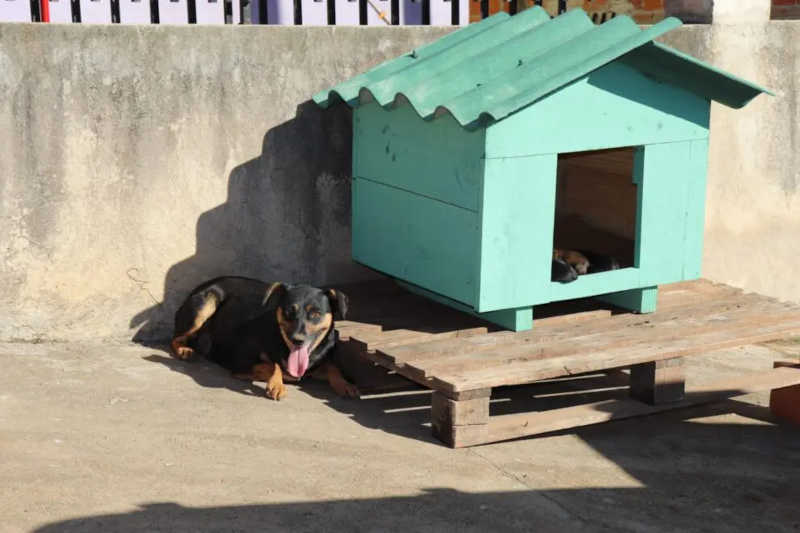 Protetor e investigador da Polícia Civil de Castro constrói casinhas para animais abandonados