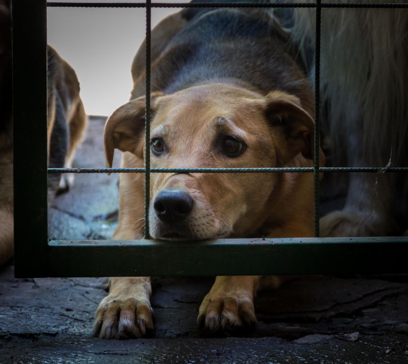 Morador do Juvevê, em Curitiba, é denunciado judicialmente por maus-tratos contra animais