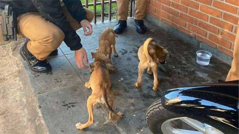 Casal é preso acusado de maus-tratos contra cinco cães em Ibiporã, PR