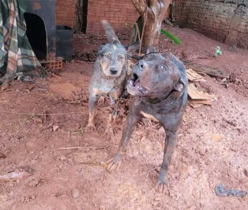 Cachorros são resgatados acorrentados, sem água e comida em Jandaia do Sul, PR