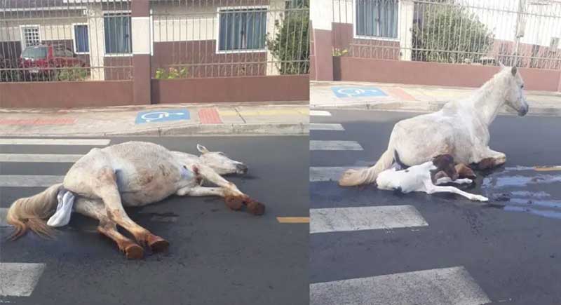 Égua dá à luz no meio da rua em Ponta Grossa (PR) e preocupa moradores