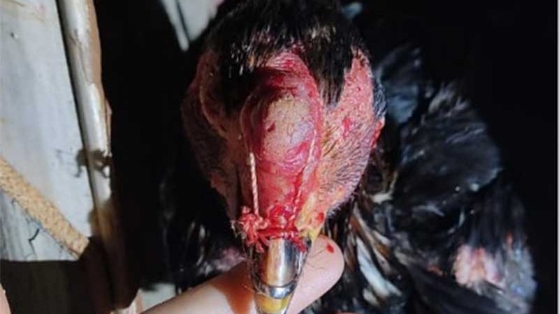 Polícia Militar localiza aves feridas e outras mortas em rinha de galo no PR