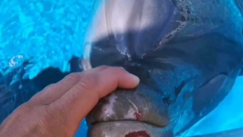 Organização acusa Jardim Zoológico de Lisboa de maus-tratos a golfinho