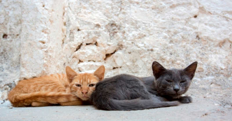 Forte aumento de cães e gatos dá mote a nova petição: esterilização obrigatória em Portugal