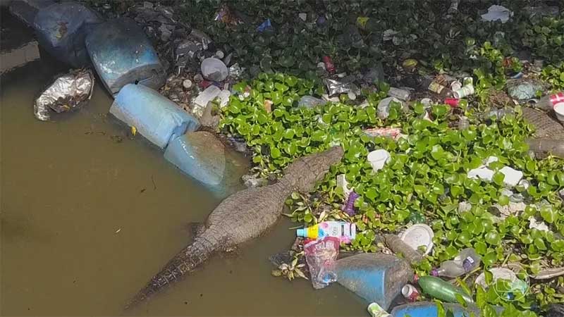 Jacarés vivem confinados em meio a esgoto e lixo em Jacarepaguá, no Rio