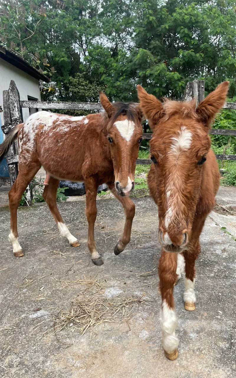 Resgatados após maus-tratos nas ruas do Rio, quatro cavalos são incluídos em campanha de adoção