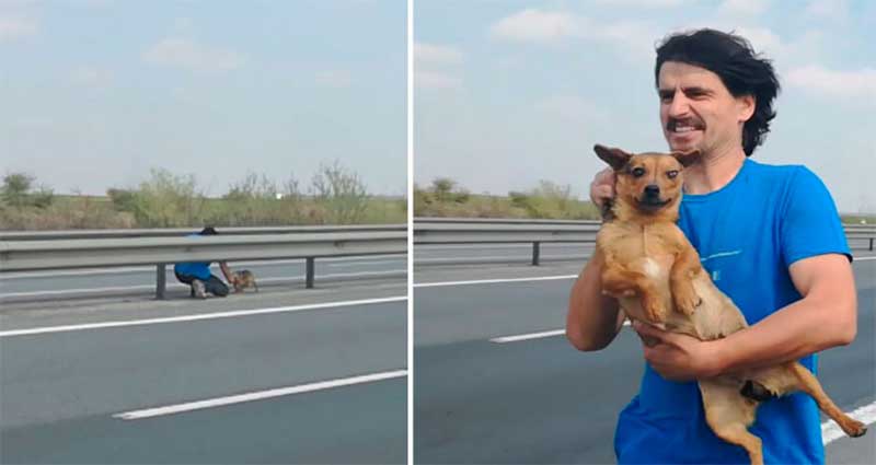 Jovem percebe um cachorro abandonado no meio da estrada e para seu carro para salvá-lo; vídeo