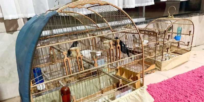 Polícia Civil deflagra operação contra o comércio ilegal de animais silvestres em Estância Velha, RS