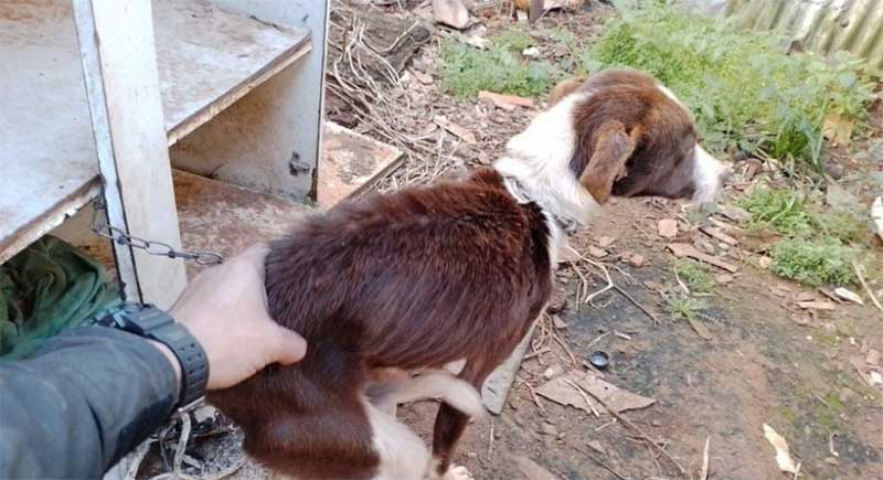 Homem é preso em flagrante pelo crime de maus-tratos contra animais em Lagoa Vermelha, RS