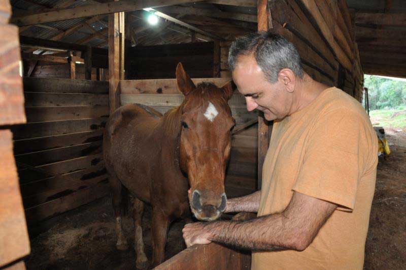 ONG Cavalo de Lata tem 62 animais resgatados de maus-tratos