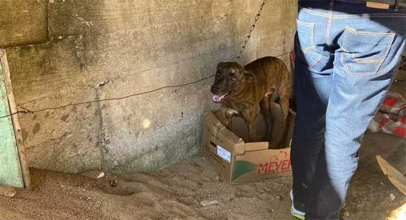Cachorra que sofria abusos é resgatada em Blumenau, SC