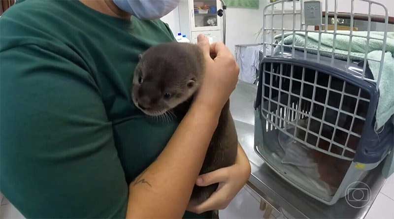 Filhotes de lontra resgatados em SP esperam por ‘segunda chance’ em lagoa de Santa Catarina