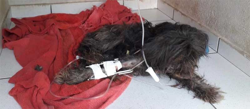 Homem de 67 anos é preso por maus-tratos contra cadela, ferida e debilitada, em Iporã, SC