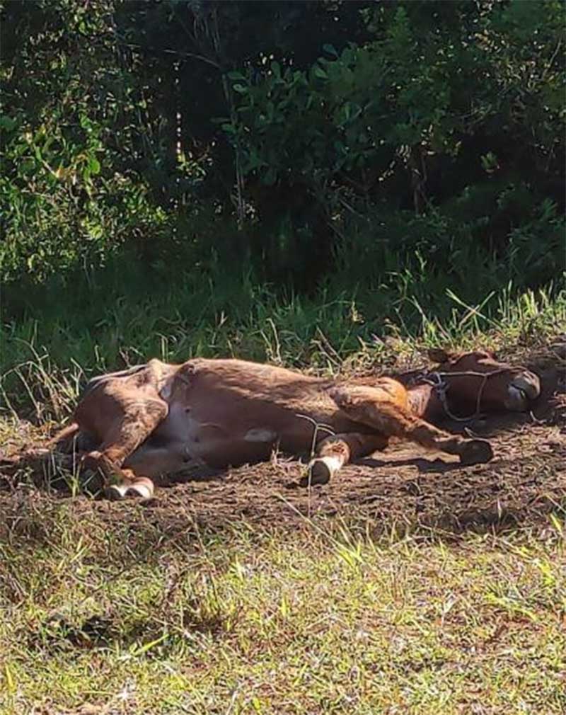 Crueldade: cavalo desnutrido é abandonado no Sertão do Trombudo, em Itapema, SC
