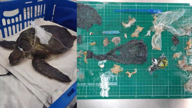 Tartaruga-verde morre em Santa Catarina após ingestão de plástico