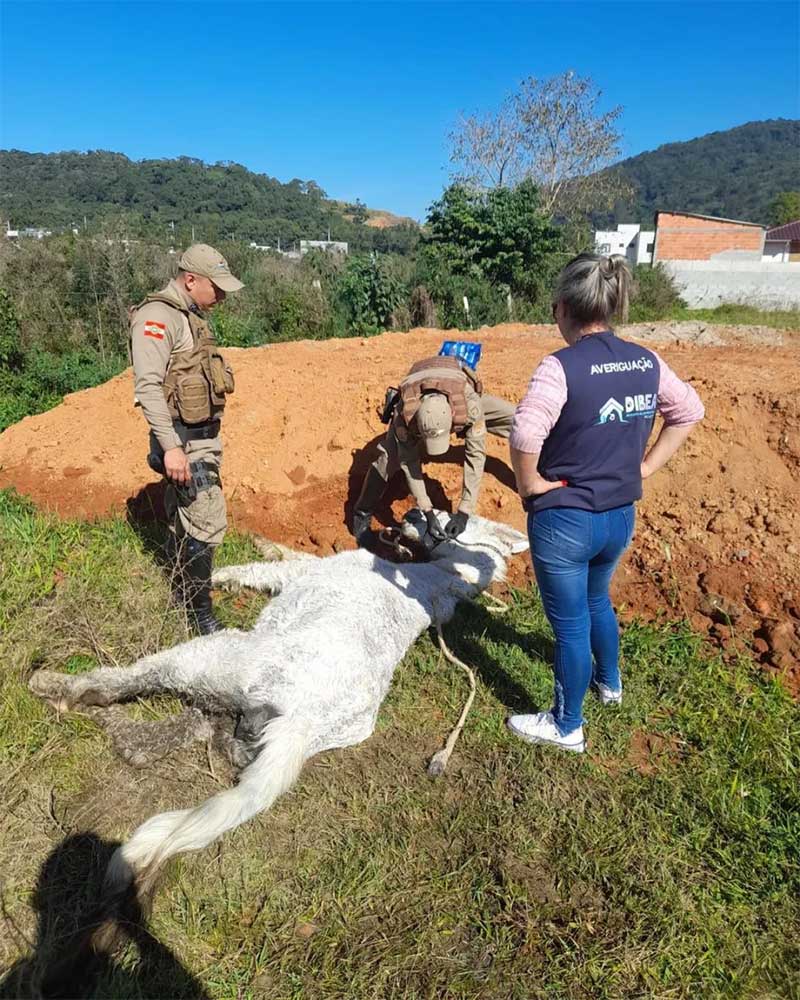 Dibea de São José (SC) resgata mais um cavalo com sinais de maus-tratos