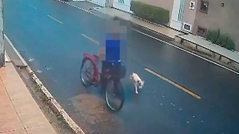 Câmeras de segurança flagram abandono de animal no centro de Lagarto, SE
