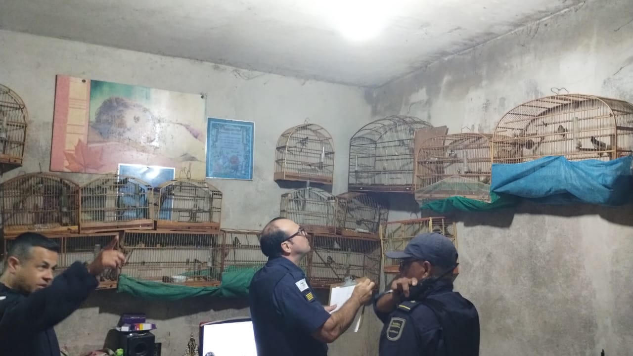 Homem é preso com 200 pássaros silvestres no Jardim Itaguaçu, em Campinas, SP