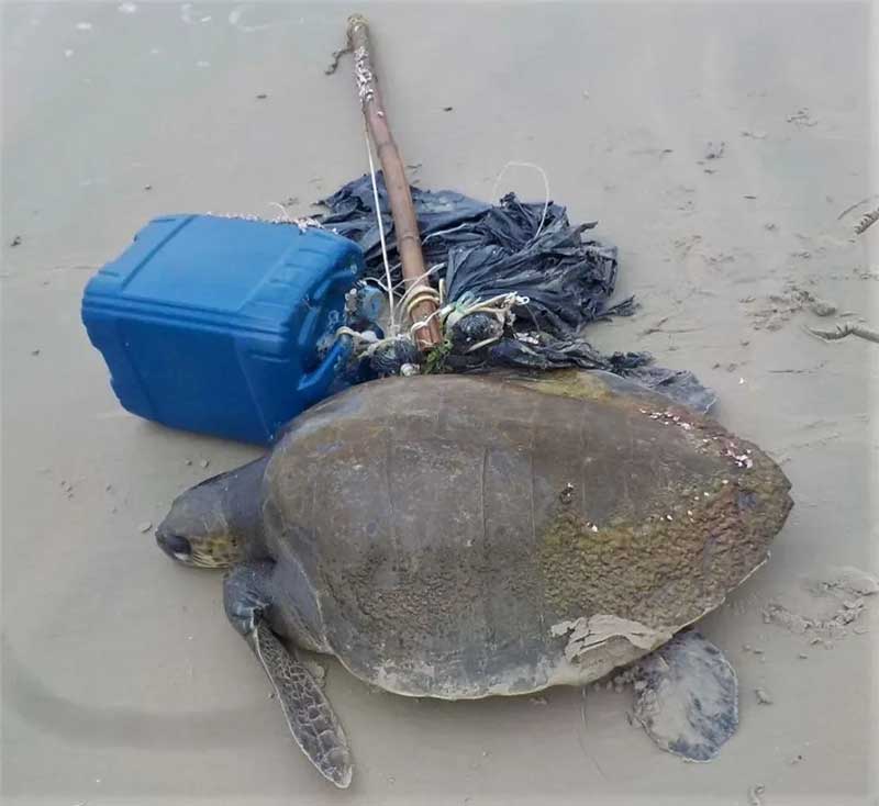 Tartaruga-oliva com lesões é resgatada em meio a entulhos no litoral de SP
