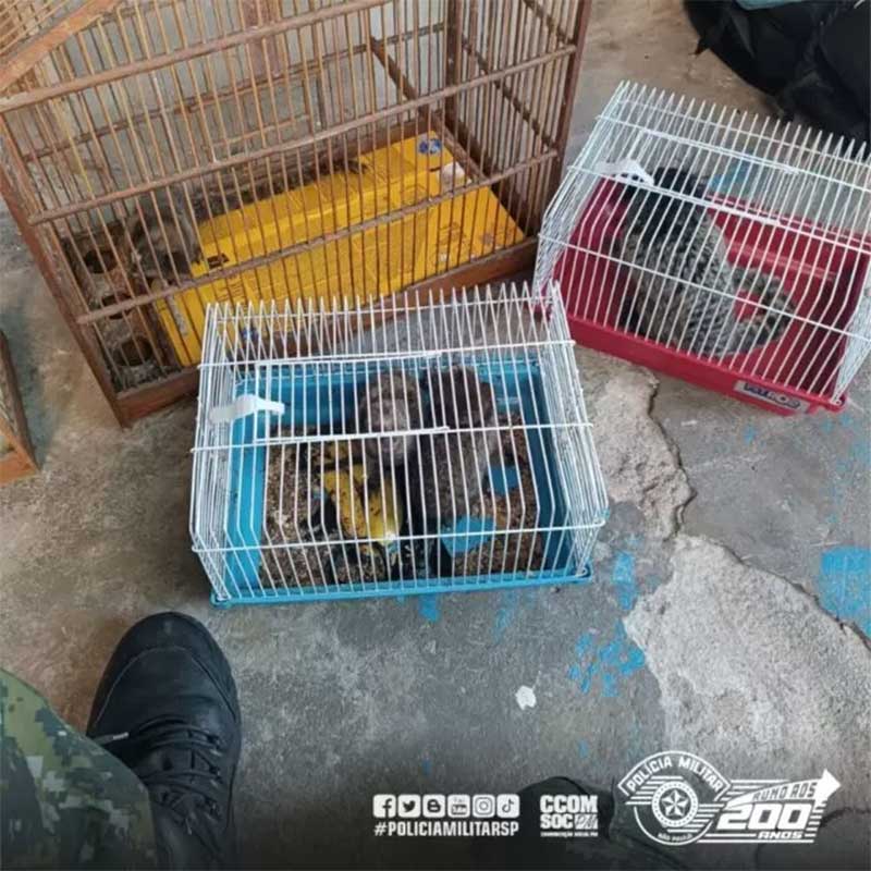 Polícia Ambiental resgata animais silvestres maltratados em cativeiro ilegal em Carapicuíba, SP