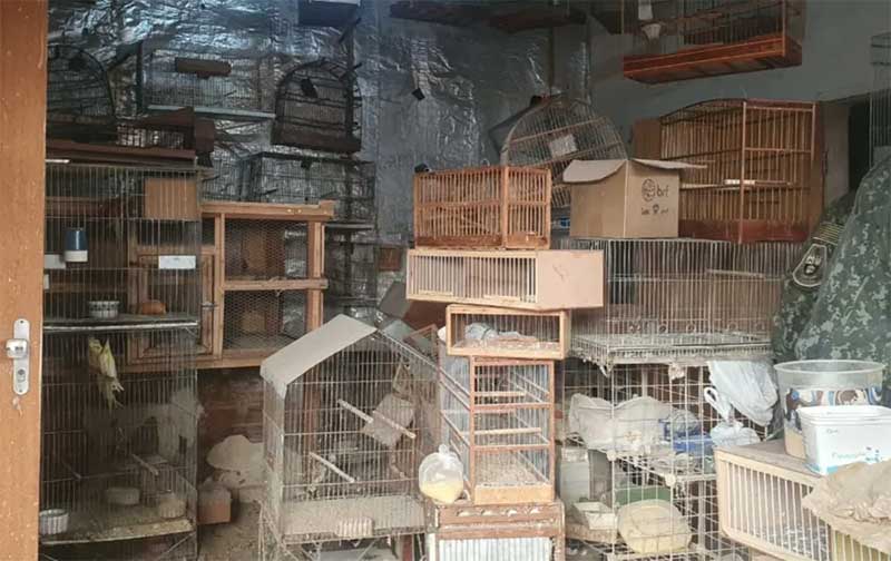 Polícia resgata mais de 400 aves em situação de maus-tratos no interior de SP