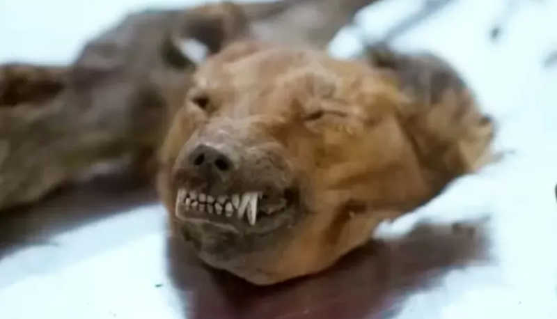 Passageiro desembarcou no Brasil com cabeça de raposa seca. Foto: Reprodução/YouTube/Discovery Brasil