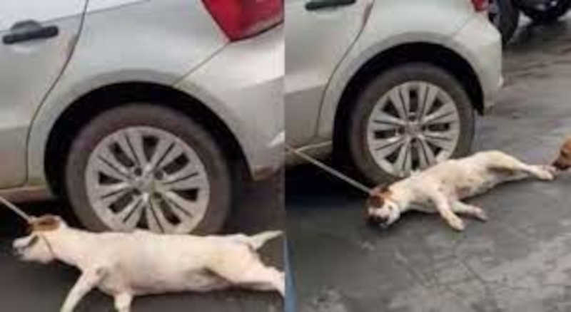 Idoso é preso após amarrar cachorro em carro e arrastá-lo na rua