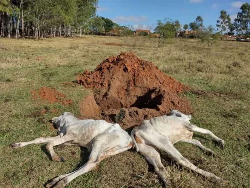 Pecuarista é multado em R$ 48 mil por maus-tratos e mortes de oito bovinos nelore em Irapuru, SP