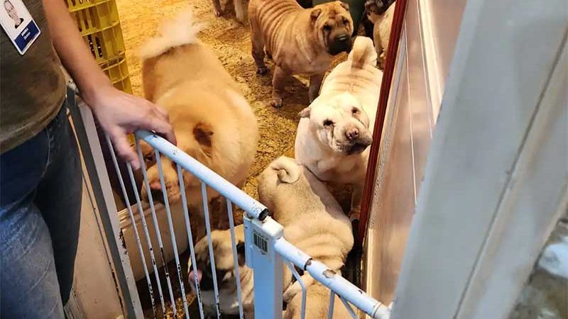 125 cães encontrados em condições de maus tratos são resgatados em Jundiaí, SP