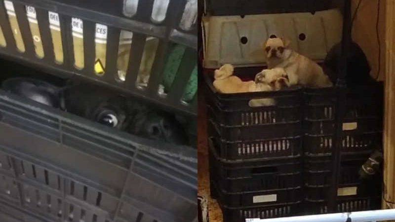 Canil onde mais de 100 cães foram encontrados em situação de maus-tratos atuava de maneira irregular há 15 anos