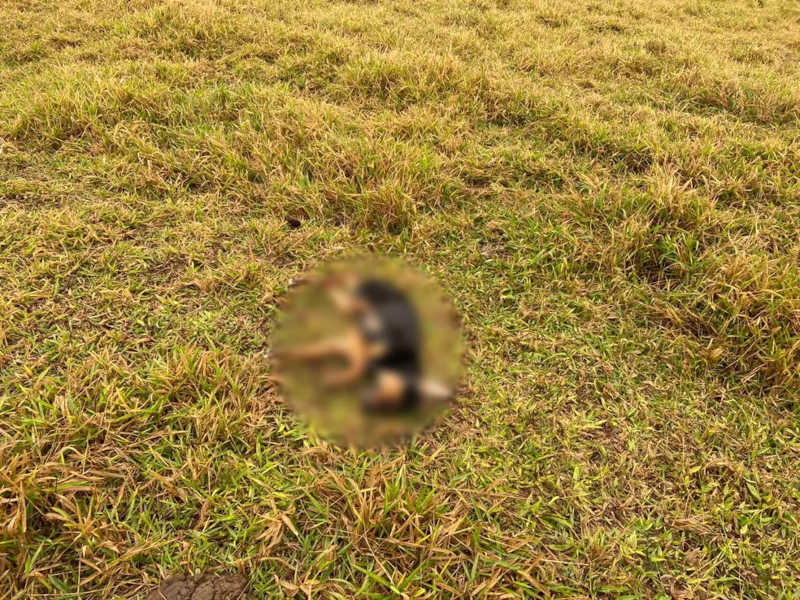 Jovem é preso suspeito de matar cachorro com golpe de faca em Marília, SP