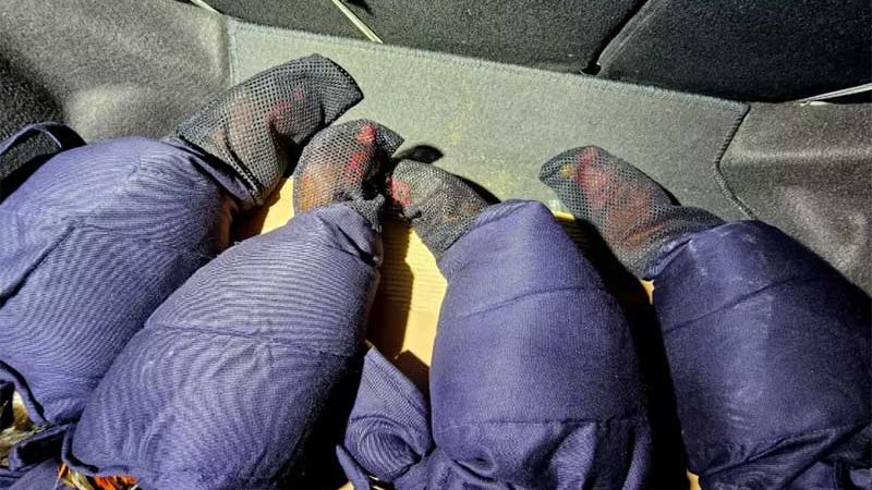 Homens são detidos com galos que seriam usados em rinha em Paulínia, SP