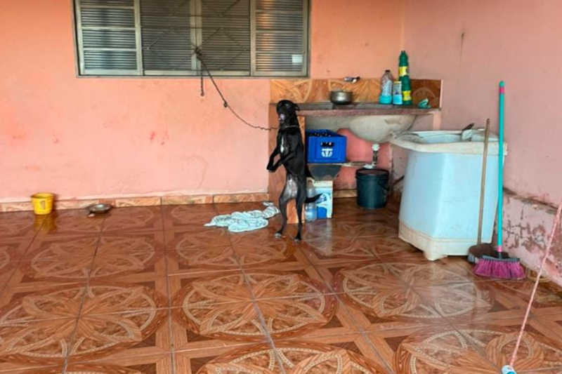 Cachorro é encontrado preso em corrente curta, em Potirendaba, SP