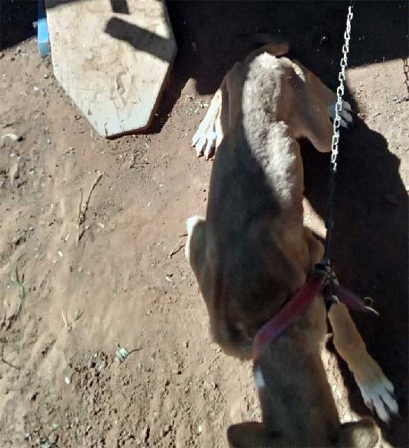 Cachorro estava magro e não tinha água e nem comida. Foto: Divulgação/GCM.