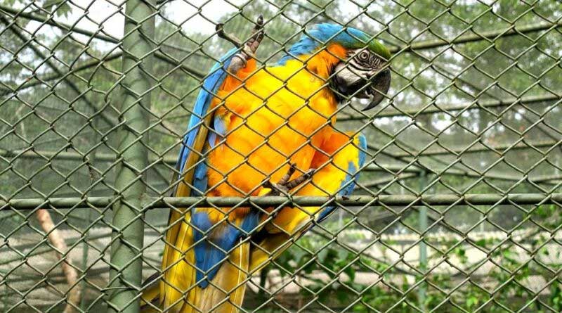 Aves encontradas em Santos (SP), ficarão em quarentena por precaução da gripe aviária