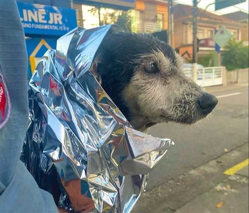 Cadela cega é resgatada após cair em canal de Santos, SP
