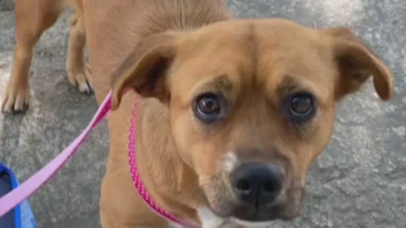 Mulher abandona cadela amarrada em portão de ONG animal no litoral de SP; VÍDEO