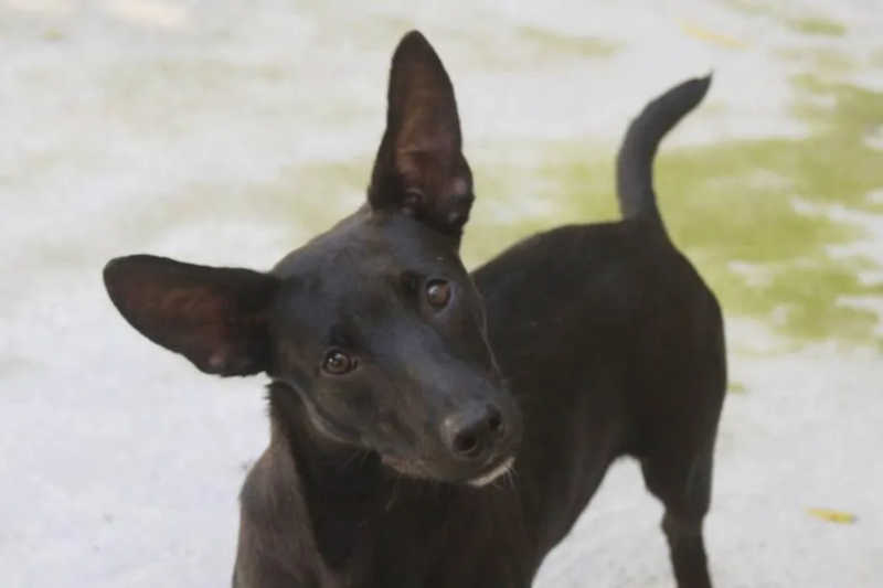 Cachorro vítima de maus-tratos recupera movimentos e é colocado para adoção em Santos, SP
